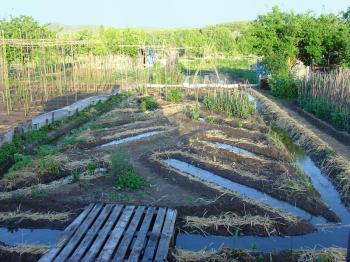 Kitchen garden, May 2006