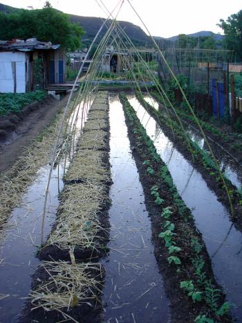 Lower kitchen garden in May 2006