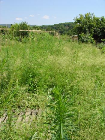 My kitchen garden after two months of neglect (July 2006).