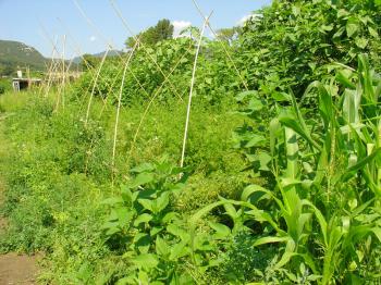 Lower kitchen garden, July 2006