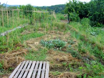 potager en fin juillet