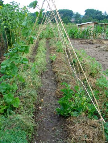 potager en fin juillet