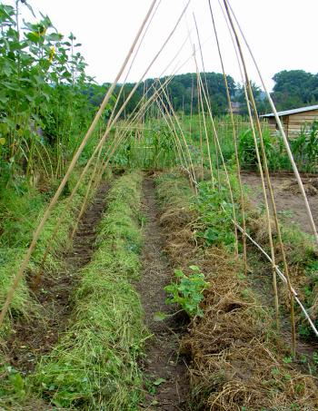 potager bas closeup