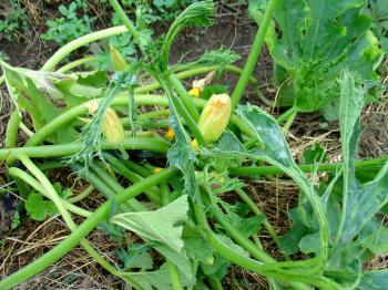 tangle of courgettes
