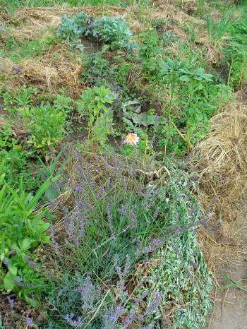 Potager haut en fin juillet