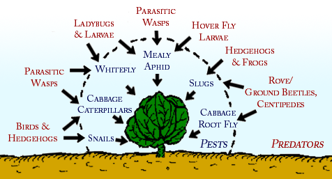 beneficial insect poster