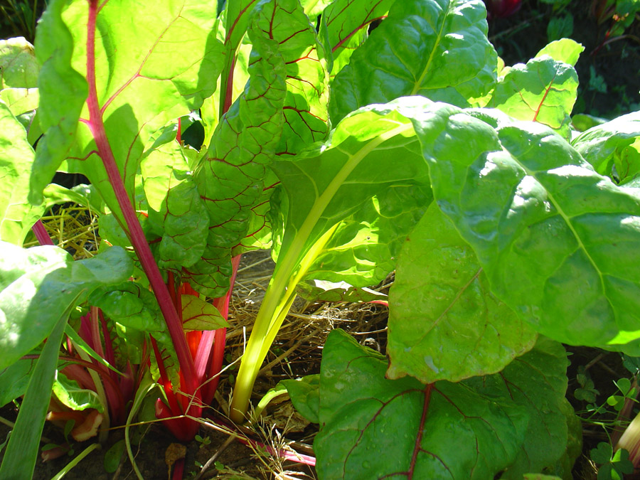 Bright lights chard glowing in the kitchen garden