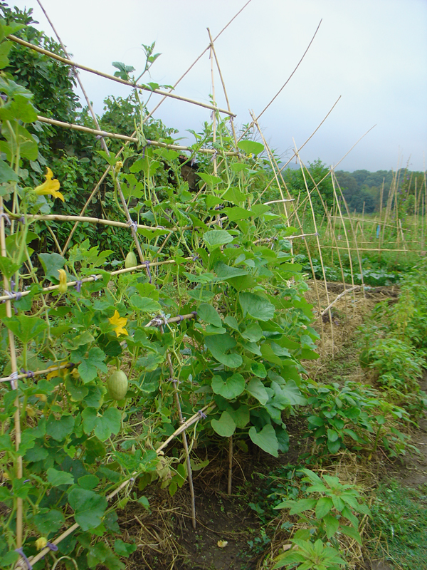 Culiblog kitchen garden trend: the vertical garden