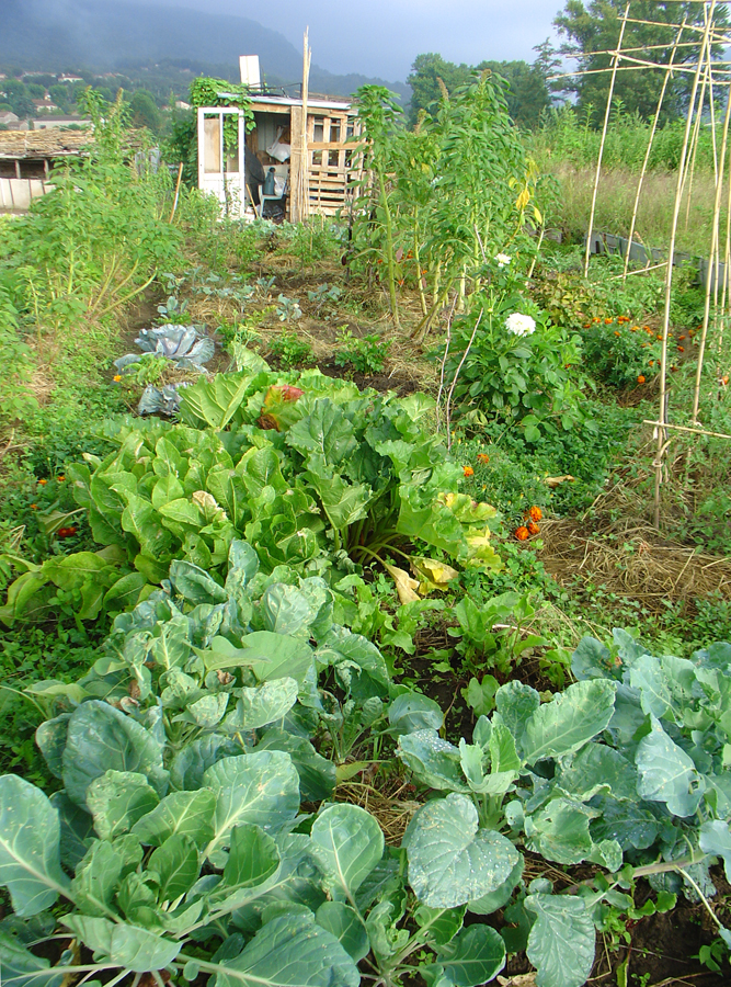 Debra Solomon's Occitanian kitchen garden