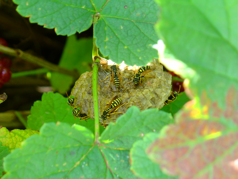 Wasp nest in the red currants