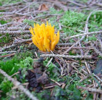 Mushroom hunting chez culiblog