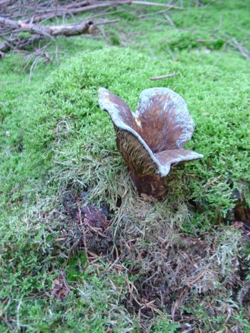 Mushroom hunting chez culiblog