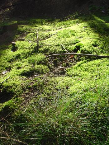 Mushroom hunting chez culiblog