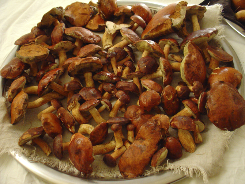 mushroom harvest