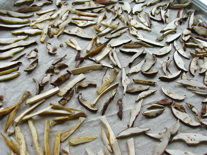 drying mushrooms...