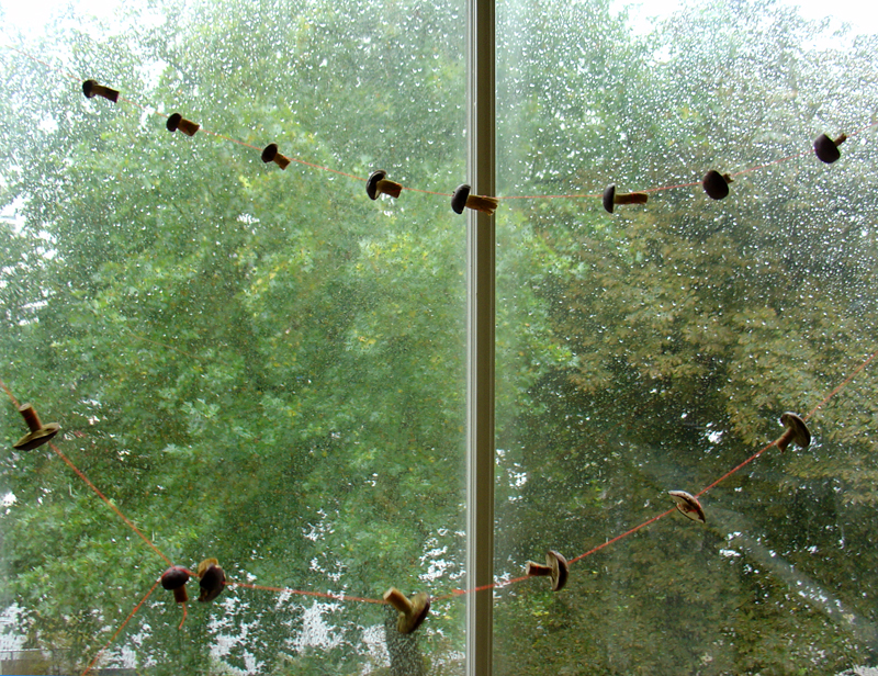 Drying mushrooms... raining outside. 
