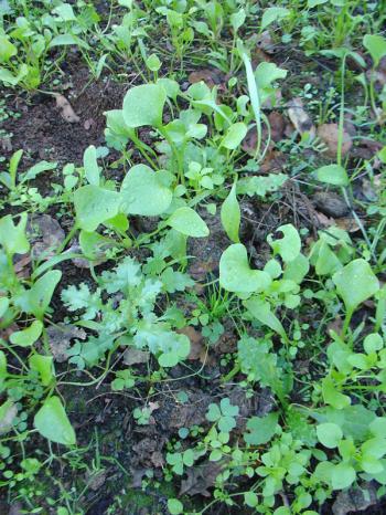 Miner's lettuce