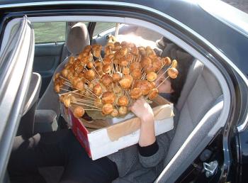 Deb transporting a porcupine of cream puffs