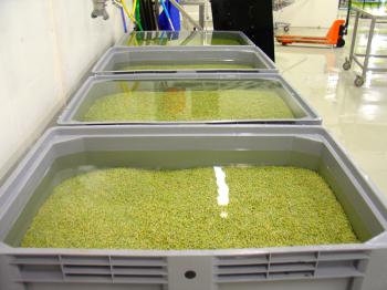 van der Plas Sprouts, soaking the mung beans