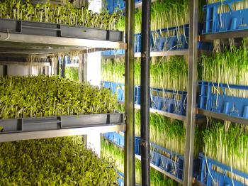 van der Plas Sprouts, growing installation for racks of sunflower seeds and 'green peez'