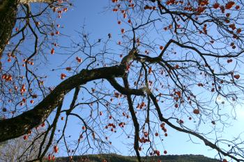 persimmons photo by Kristine Malden