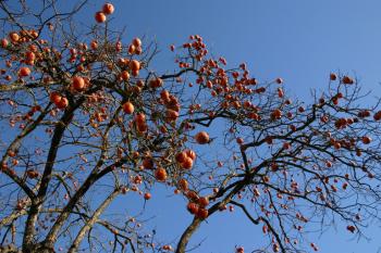 persimmons photo by Kristine Malden