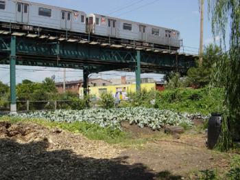 the edible city