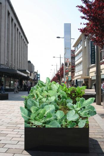 A cabbage planter on Middlesbrough's Corporation Rd.