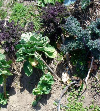 a collection of brassicas