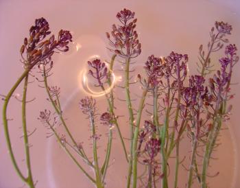 cauliflower flowers soaking