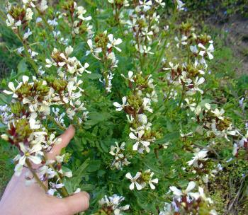 rucola flowers