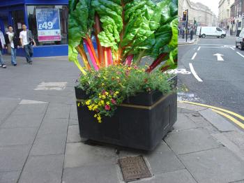 Impression of a single planter with giant rainbow chard