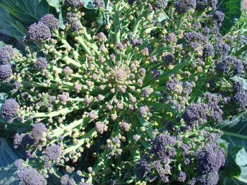 Violet cauliflower explosion