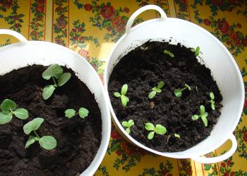 Kitchen garden trend: indoor kitchen gardens are replacing houseplants - at least at Culiblog.org