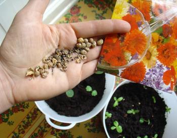 Kitchen garden trend: indoor kitchen gardens are replacing houseplants - at least at Culiblog.org