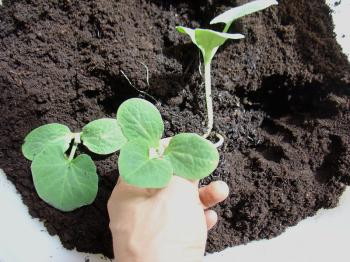 Kitchen garden trend: indoor kitchen gardens are replacing houseplants - at least at Culiblog.org