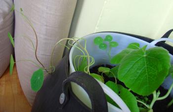 Butternut squash growing in Debra Solomon's indoor kitchen garden 