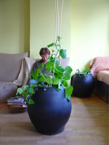 Elliott obscured by what will soon be a giant butternut squash plant