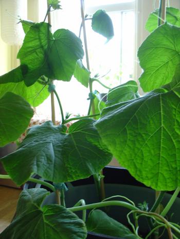 Butternut squash growing in Debra Solomon's indoor kitchen garden 