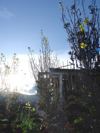 Back lit potager