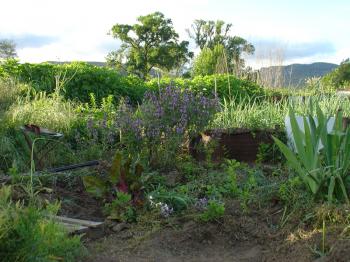 sage flowers and chard