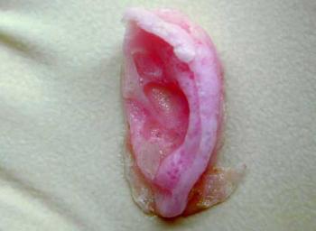 Extra Ear, 1/4 scale by Tissue Culture and Art