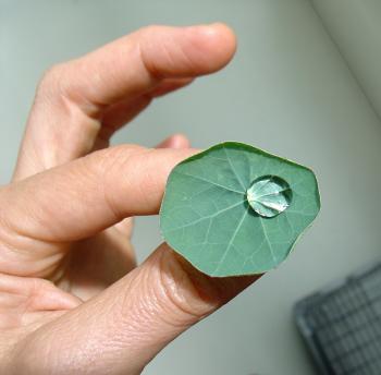 Nasturtium leaf and vodka pearl at the Edible City / de Eetbare Stad, NAi-M, Netherlands Architecture Institute - Maastricht - food and the built environment until June 22, 2007