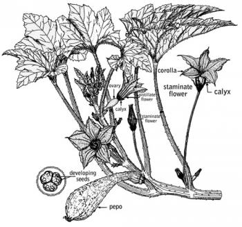 Cooperative Extension Service/The University of Georgia College of Agricultural and Environmental Sciences, Pollination of Vegetable Crops