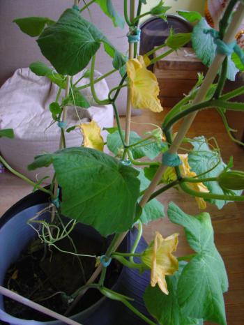 Interior garden, growing squash indoors