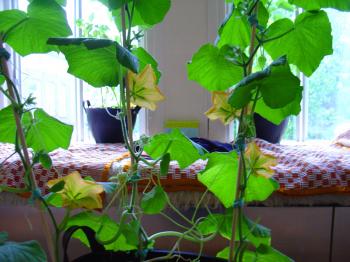 indoor gardening - the squash room divider