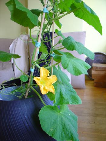 Interior garden, growing squash indoors, first flower week 23