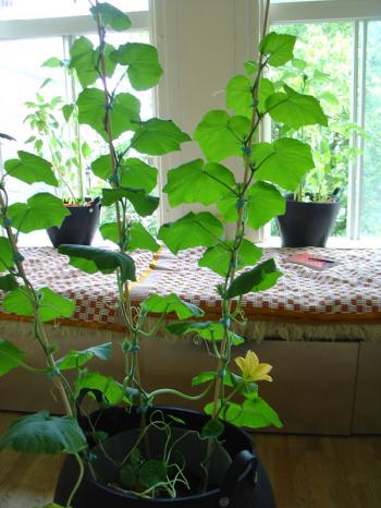 Interior garden, growing squash indoors, week 23