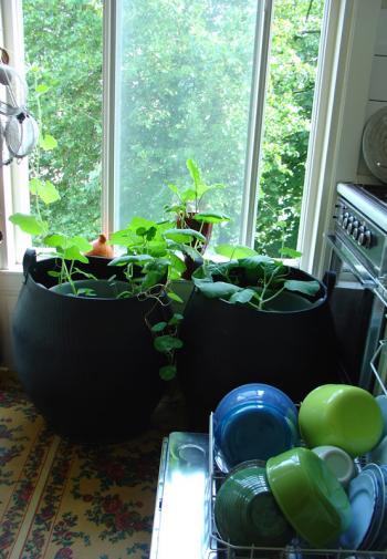 Interior garden, growing squash indoors, week 23