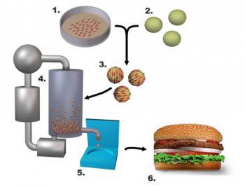 bioreactor for lab grown meat